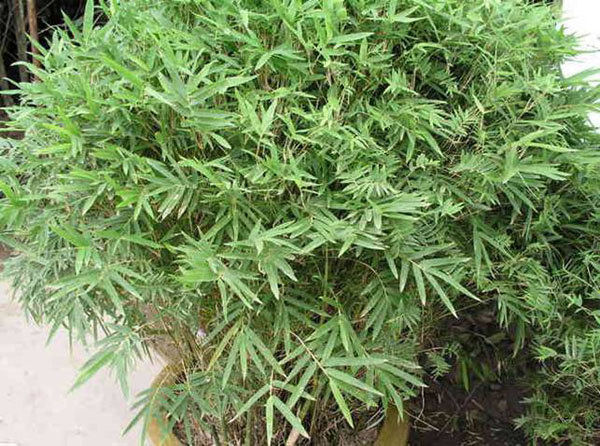 凤尾竹根烂怎么办 凤尾竹