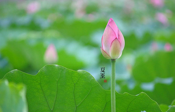 夏至是什么意思 夏至