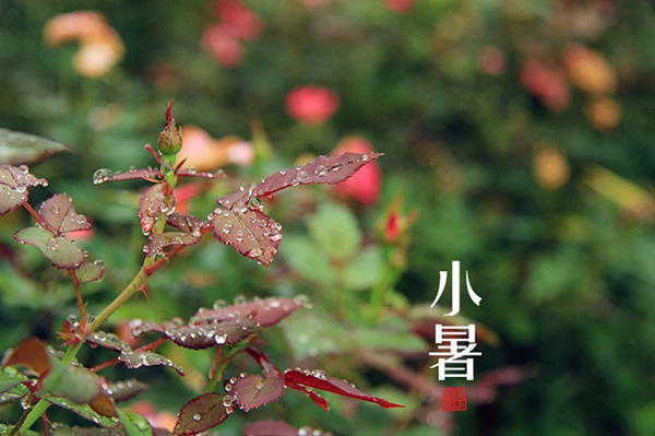 小暑节气养生知识 小暑