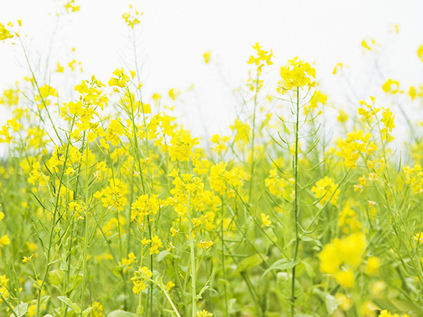 处暑节气养生知识 处暑