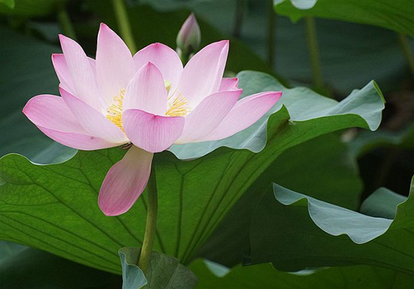 大暑是什么意思 大暑