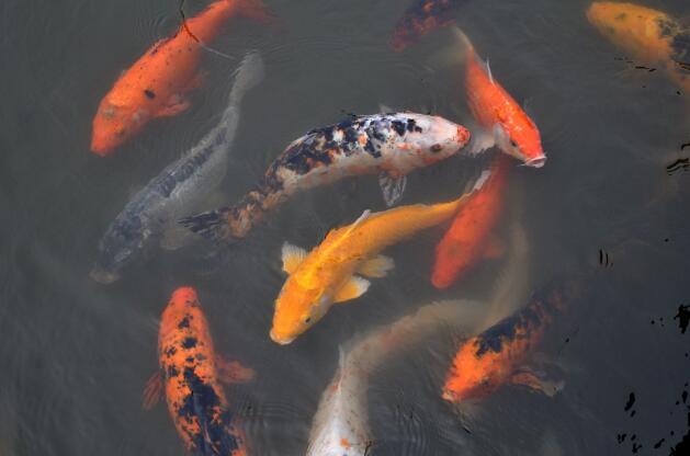 锦鲤鱼怎么养 锦鲤鱼
