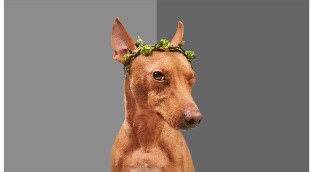 超实用！零基础新手也能轻松学会的配色技巧