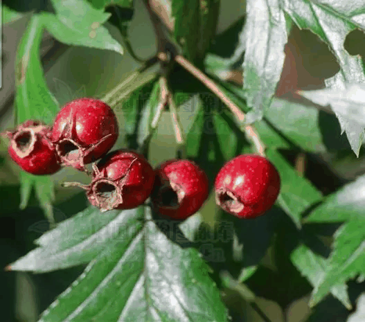 山楂属