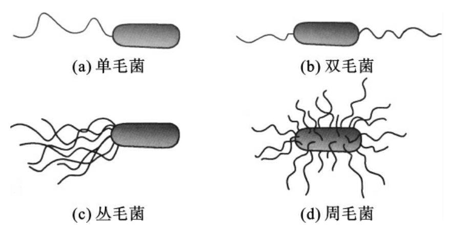细菌形态分类