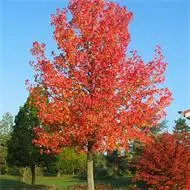 北美枫香树