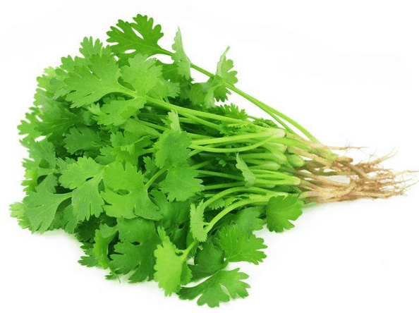 芫荽