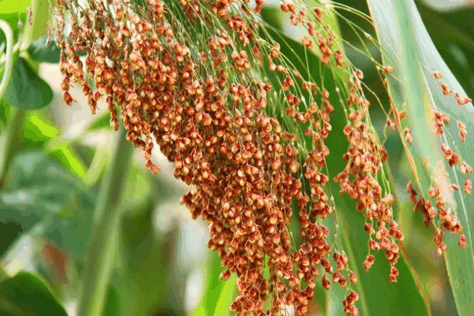 高粱属