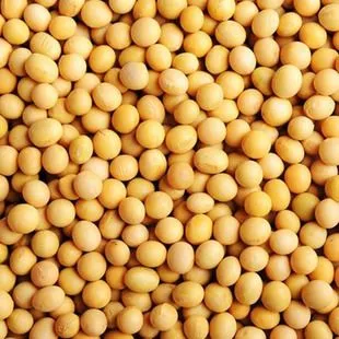 大豆