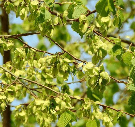 欧洲野榆