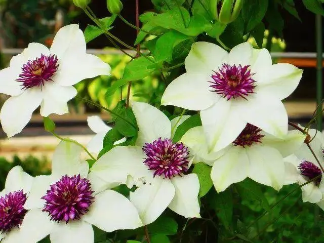 铁线莲状马兜铃